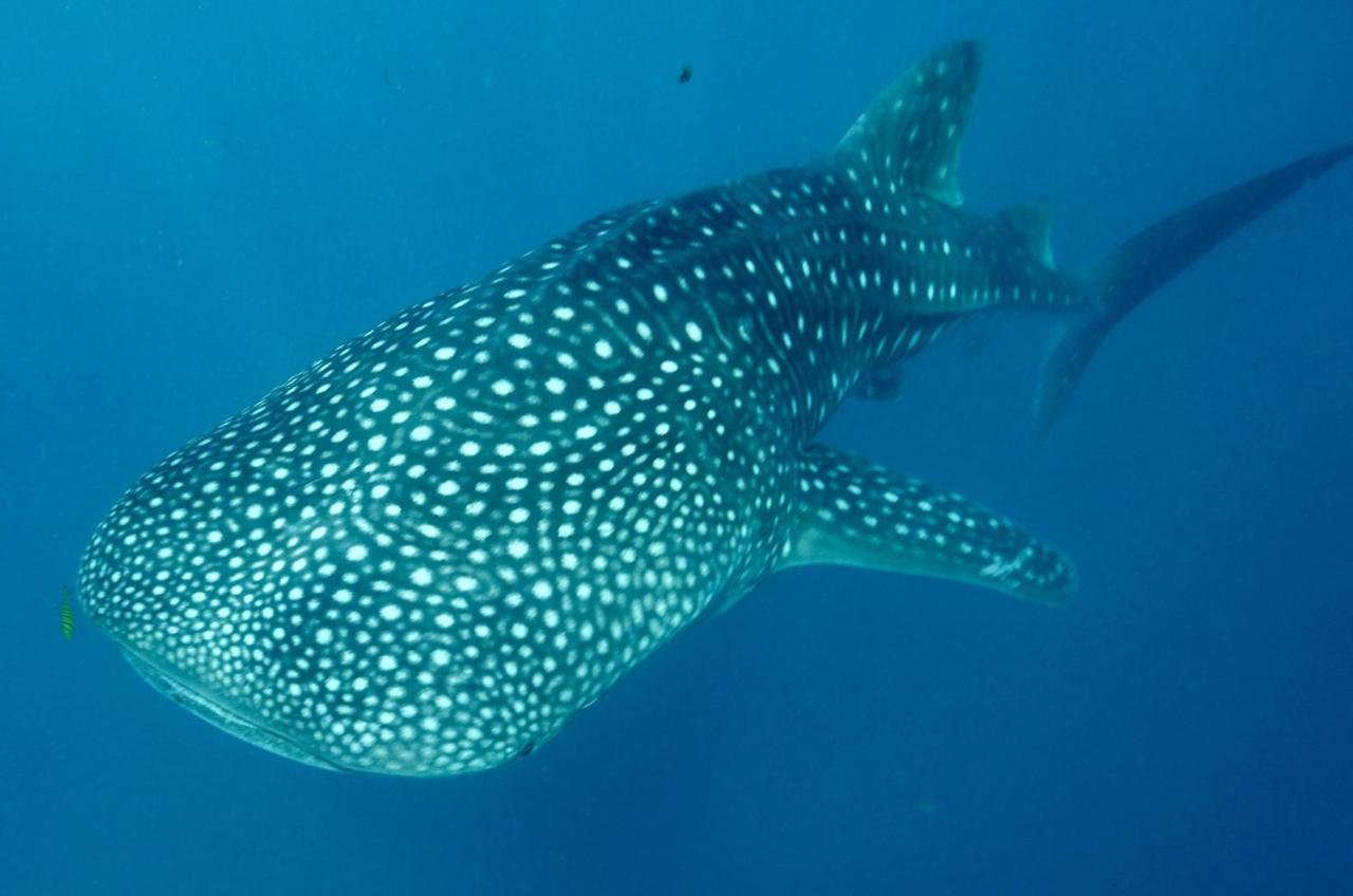 Afro Whale Shark Safari Kilindoni Exterior foto